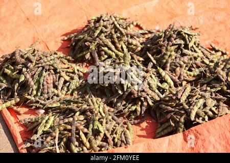 Toor dal seeds or fresh pigeon pea for sale in weekly market in Araku village, Andhra Pradesh, India