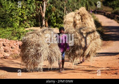 Valmiki tribal man carrying hay stacks at Madagada Village, Andhra Pradesh, India Stock Photo