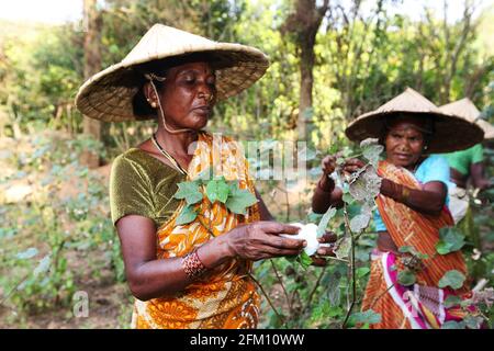 Tribal women working in cotton field wearing coolie hats - cap and jewelry in Jakkaraguda village in Srikakulam district, Andhra Pradesh, India. SAVAR Stock Photo