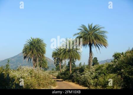 Palm and Date palm Trees at Hattaguda village, Andhra Pradesh, India Stock Photo