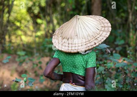 Tribal woman wearing coolie hat at Jakkaraguda Village in Srikakulam District, Andhra Pradesh, India. SAVARA TRIBE Stock Photo