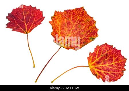 Red aspen leaves. Autumn still life. Autumn leaves on a white background. Stock Photo