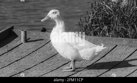 Single White Domesticated Aylesbury Pekin Peking Duck out of the water low level view showing white plumage and orange webbed feet on jetty Stock Photo