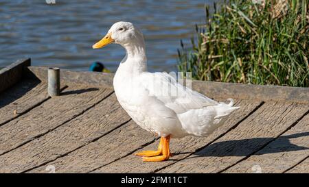 Single White Domesticated Aylesbury Pekin Peking Duck out of the water low level view showing white plumage and orange webbed feet on jetty Stock Photo