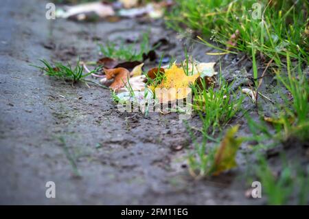 Fallen yellow leaf. Yellow Maple Leaf. Autumn leaf fall. Stock Photo