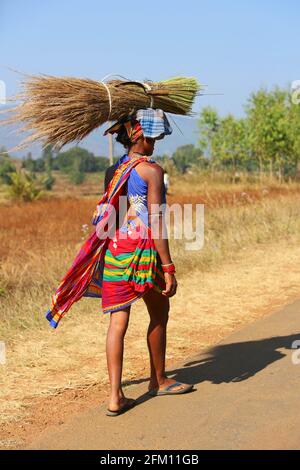 Tribal woman from Kotpadu village, Odisha carrying broom grass on her head at Bondaguda village, Araku, Andhra Pradesh, India. BHATKA TRIBE Stock Photo