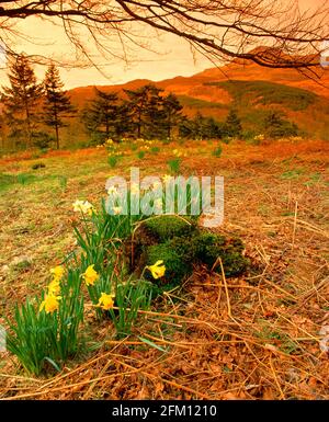 UK, Wales, Snowdonia, wild daffodils in old forest, spring, Stock Photo