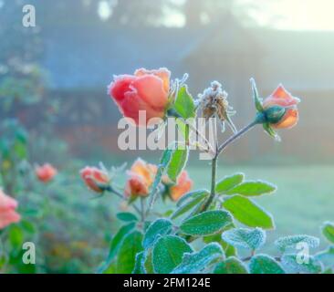 UK, England, Cheshire, Arley Hall and Gardens, frosted rose and Tea House, dawn, Stock Photo