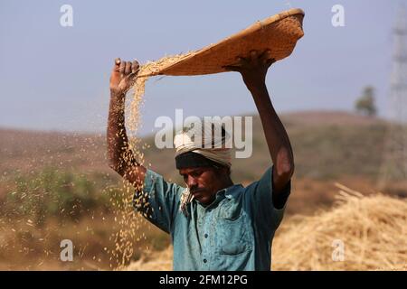 Wind Winnowing by Nooka Dhora tribal farmer at Araku Village, Andhra Pradesh, India Stock Photo