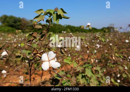 Cotton Balls, Cotton Plants near Seethampeta village in Srikakulam district, Andhra Pradesh, India Stock Photo