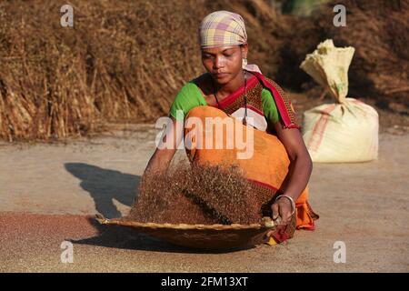 Tribal woman winnowing ragi ( millet ) at Gandiguda Village, Andhra Pradesh, India. PARANGIPERJA TRIBE Stock Photo