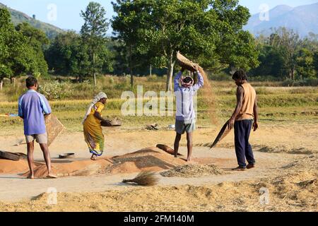 Tribal farmers Winnowing Ragi (Finger Millet ) on thrashing ground at Gandiguda Village, Andhra Pradesh, India. PARANGIPERJA TRIBE Stock Photo