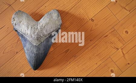 Megalodon shark tooth, background with empty space Stock Photo