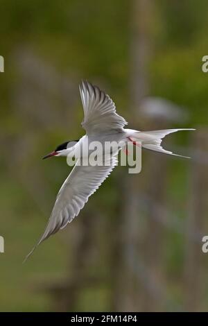 Common Tern (Sterna hirundo) Stock Photo