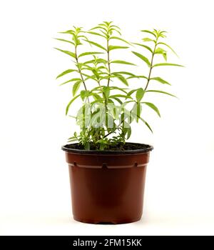 lemon verbena in pot with white background Stock Photo