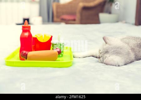The white kitten lies on the bed. Next to him on a tray is toy plastic food - hot dog, fries, glass, ketchup. Poor lifestyle concept - immobility and Stock Photo