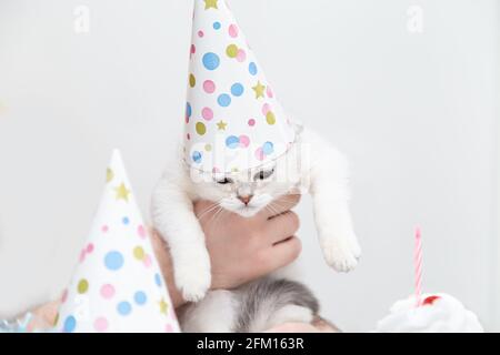 Sad white kitten in a festive hat in the hand of a man. Birthday and holiday concept. Stock Photo