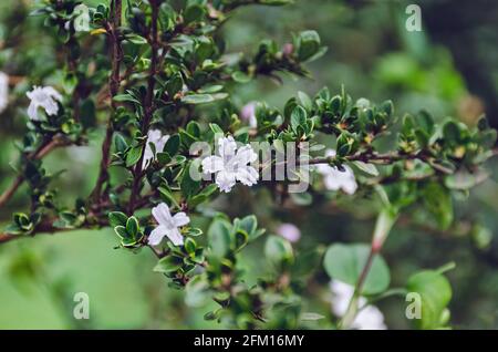 Branch of blooming forest plant.  Flowers of Serissa Japonica or Snowrose,  Japanese Boxthorn, Tree of a Thousand Stars. Stock Photo