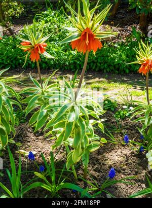 Close up of Crown imperial flowers (Fritillaria imperialis) AKA Kaiser's crown, Reverse tulip Stock Photo