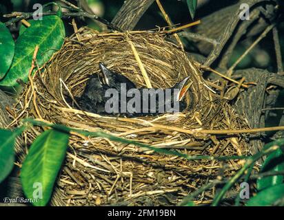 Common Blackbird or Eurasian Blackbird (Turdus merula) Fledgling in a nest. This bird is found throughout Europe and the near east and feeds on a vari Stock Photo