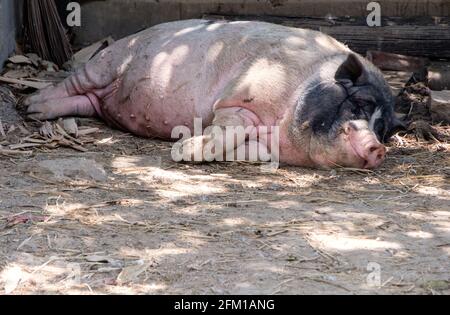 A large pig is sleeping on the dry ground near the straw stack, a small farm of the local farmer in the countryside, front view for the copy space. Stock Photo