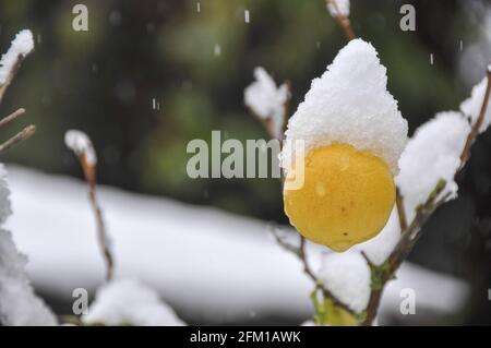 lemon fruit on a tree is covered by snow in a garden photographed in Jerusalem, Israel Stock Photo