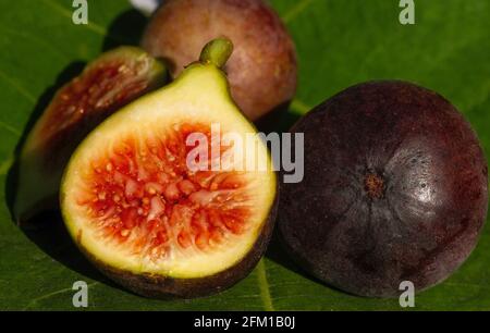 Close up of fresh ripe Tin fruits, Fig fruits, in shallow focus. The Scientific name of this fruits is Ficus carica, a species of flowering plant in t Stock Photo