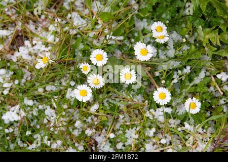 Hail stones on daisies in lawn in May - Scotland, UK Stock Photo