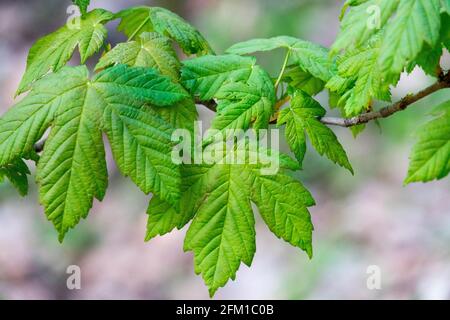 Norway maple leaves Acer platanoides foliage Stock Photo