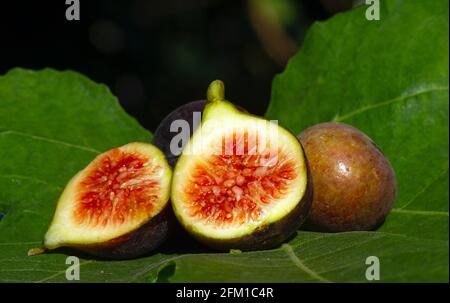 Close up of fresh ripe Tin fruits, Fig fruits, in shallow focus. The Scientific name of this fruits is Ficus carica, a species of flowering plant in t Stock Photo