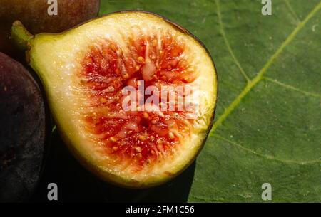 Close up of fresh ripe Tin fruits, Fig fruits, in shallow focus. The Scientific name of this fruits is Ficus carica, a species of flowering plant in t Stock Photo