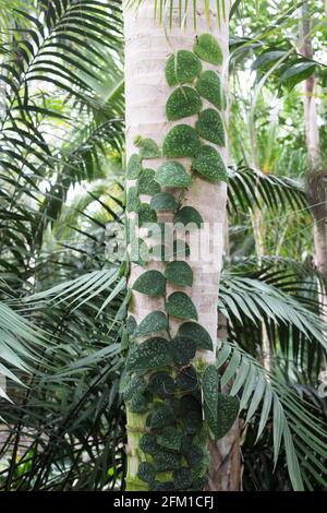 Genus Scindapsus · iNaturalist scindapsus acintia(長い葉で