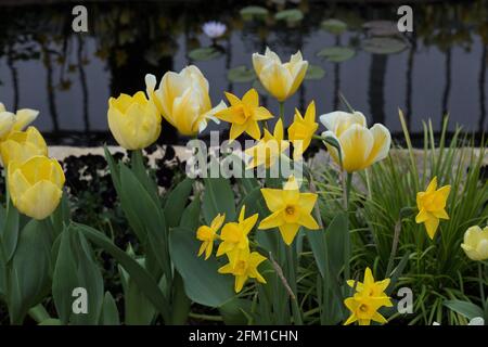 Yellow tulips and daffodils together in a flower bed next to a water feature. Stock Photo