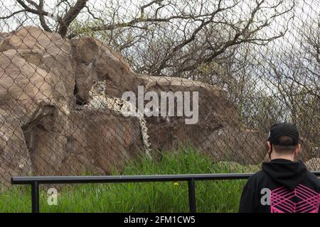 A man looking at a snow leopard in a zoo enclosure. Stock Photo