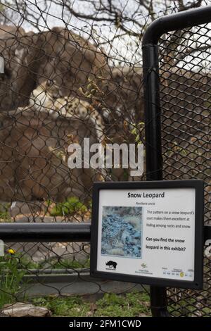 A snow leopard in a zoo enclosure. Stock Photo