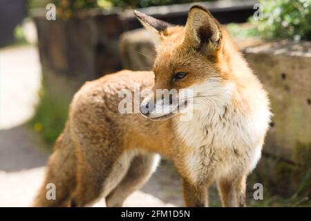 Close-up view of a handsome Young Red Fox pup / Vulpes vulpes at RSPB Wat Tyler Wildlife Garden, Pitsea, Basildon, Essex, Britain, May 2021 Stock Photo