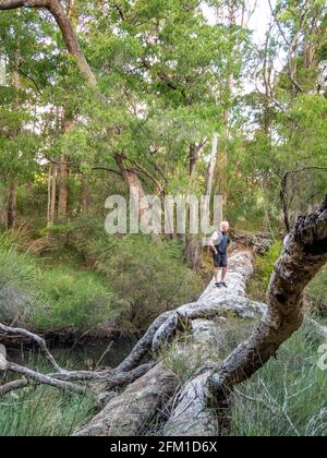 A fallen tree lying across a river in the woods during a foggy day of ...