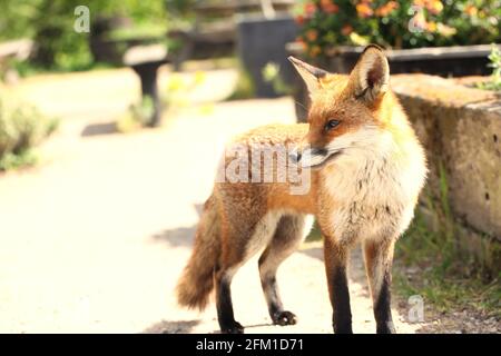 Close-up view of a handsome Young Red Fox pup / Vulpes vulpes at RSPB Wat Tyler Wildlife Garden, Pitsea, Basildon, Essex, Britain, May 2021 Stock Photo