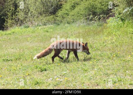 View of a handsome Young Red Fox pup / Vulpes vulpes at RSPB Wat Tyler Wildlife Garden, Pitsea, Basildon, Essex, Britain, May 2021 Stock Photo