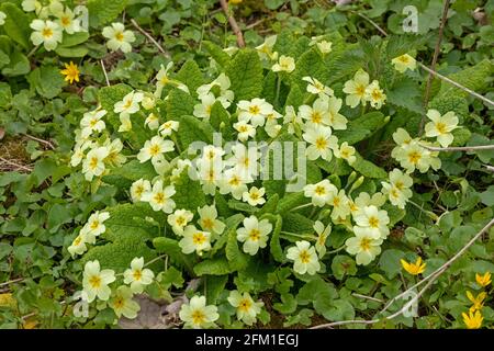 common primrose (Primula vulgaris), Gelting Birk Nature Reserve, Gelting Bay, Schleswig-Holstein, Germany Stock Photo