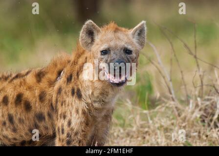 African Hyaena in savannah environment, Kruger National park, South Africa. Stock Photo