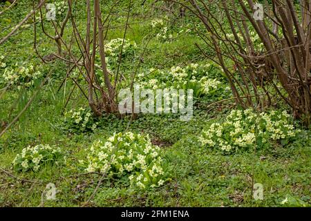 common primrose (Primula vulgaris), Gelting Birk Nature Reserve, Gelting Bay, Schleswig-Holstein, Germany Stock Photo
