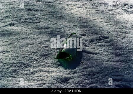 glass bottle lying in the snow, garbage Stock Photo