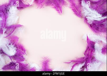 White and purple feathers. Close-up. Stock Photo