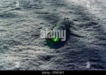 glass bottle lying in the snow, garbage Stock Photo