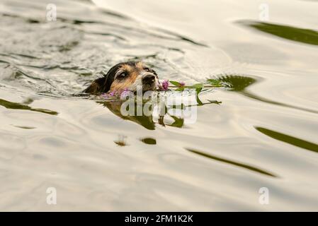 cute small Jack Russell Terrier dog swims in water and retrieves a flower in his mouth Stock Photo