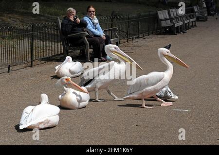 London, UK. 5th May, 2021. Sunny day in St James Park in West End. Credit: JOHNNY ARMSTEAD/Alamy Live News Stock Photo