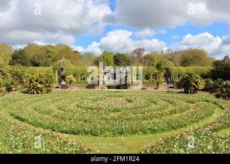 Arundel Castle Tulip Festival - 2021 - Circular plantings of tulips and daffodils giving a labyrinth effect. Stock Photo