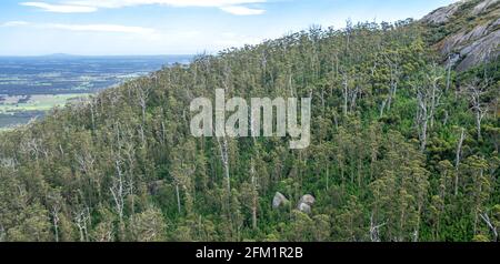 Canopy of karri forest on Porongurup range seen from Castle Rock Walk Trail in the Porongurup National Park near Albany Western Australia. Stock Photo