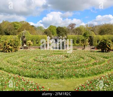 Arundel Castle Tulip Festival - 2021 - Circular plantings of tulips and daffodils giving a labyrinth effect. Stock Photo